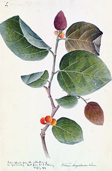 Banyan botanical c1800-1830.jpg